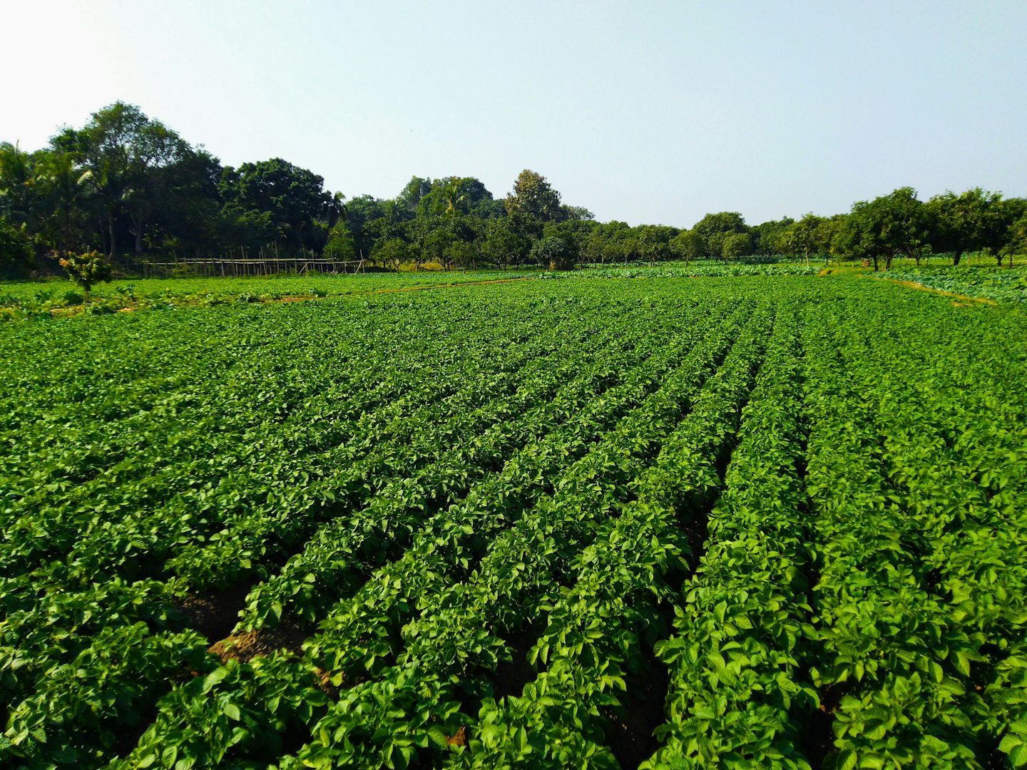 Green crops grow in parallel rows across a sunny field.