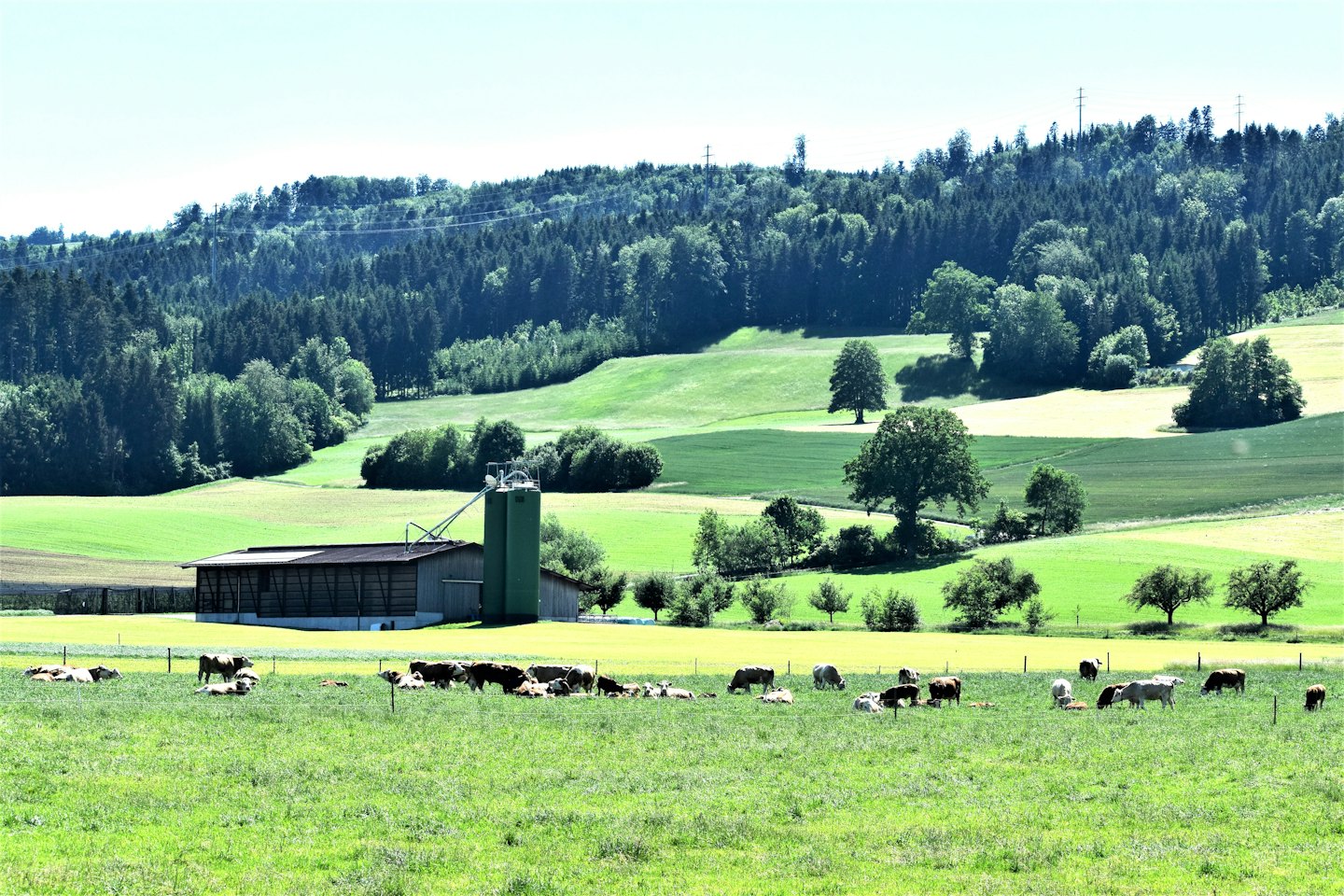 Cows graze in a pasture near a farm building and silo.